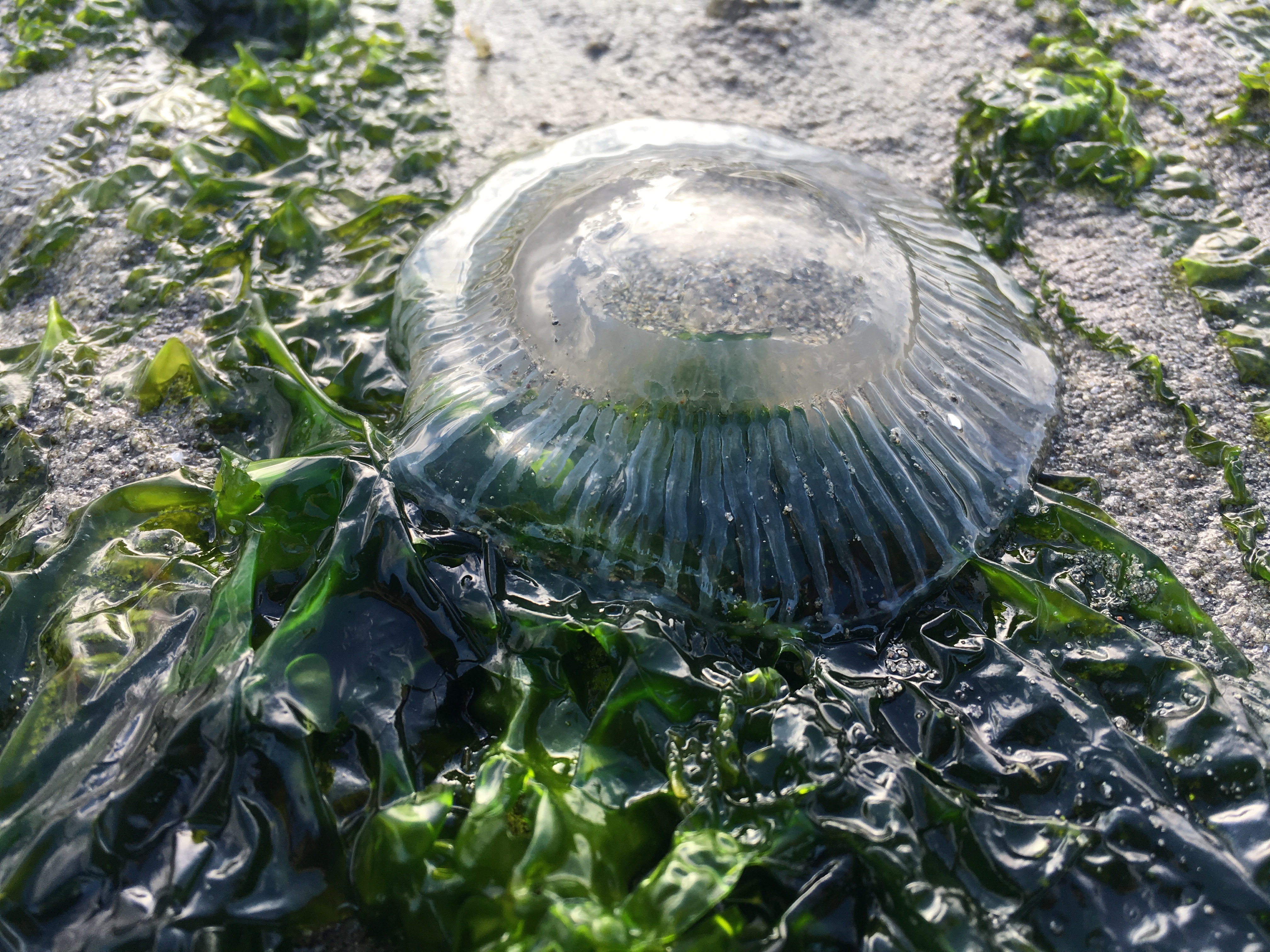 Jellyfish on Blake Island
