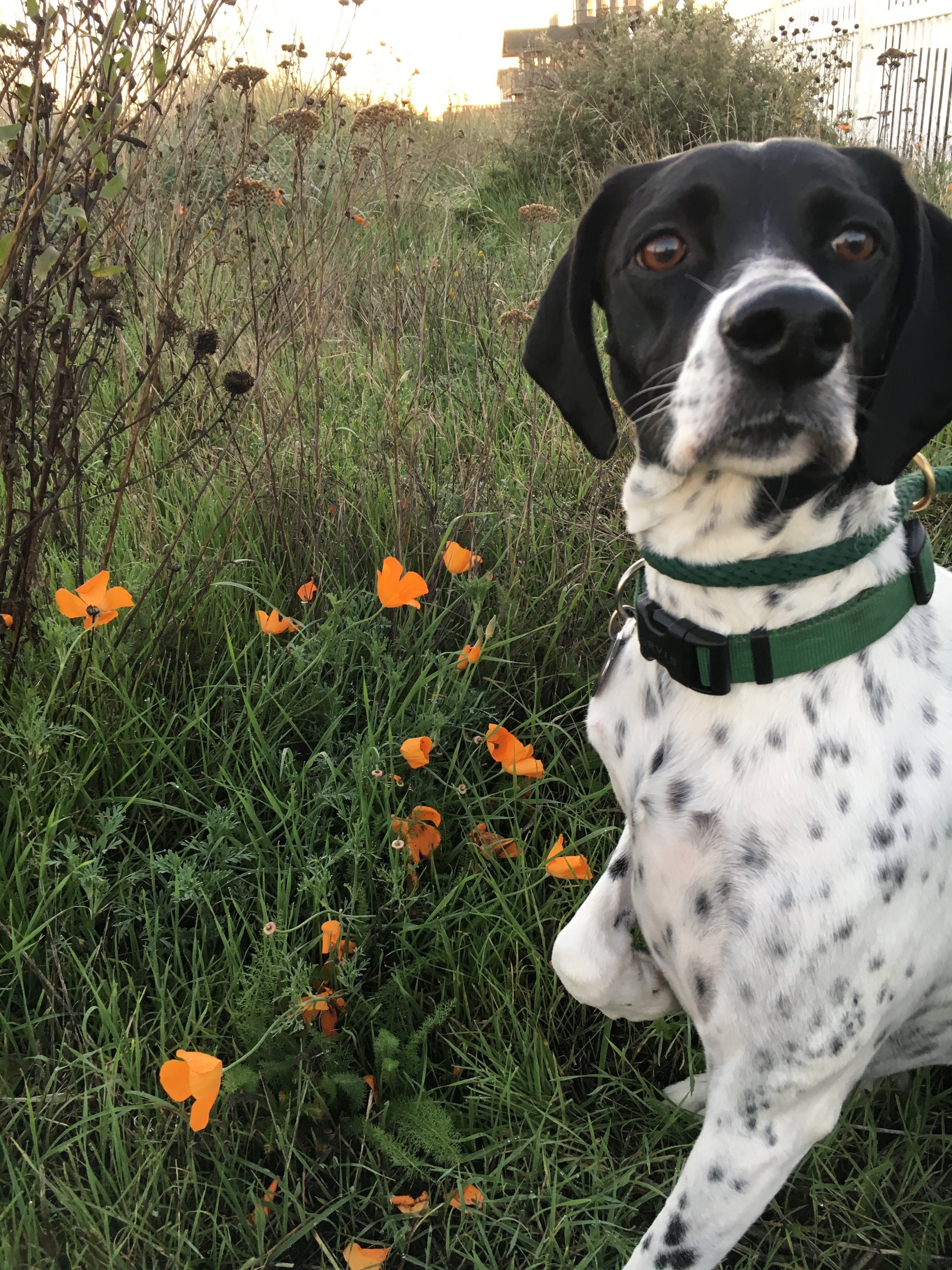 My dog Stormy in a field of flowers